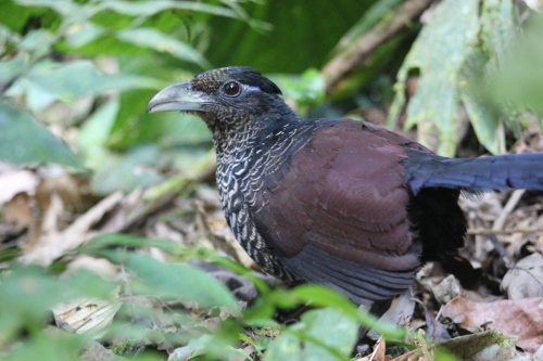 The Banded Ground-Cuckoo is back
